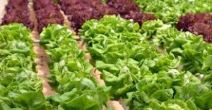 lettuce growing